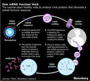 mRNA vaccine