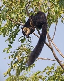 Black Giant Squirrel