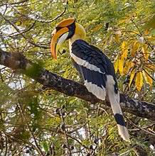 Great Indian Hornbill