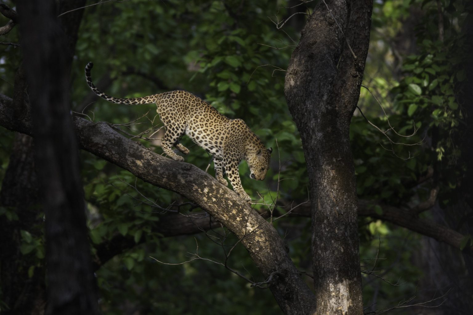 Status of leopards in India, 2018 Report |ForumIAS Blog