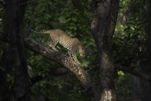 Status of leopards in India